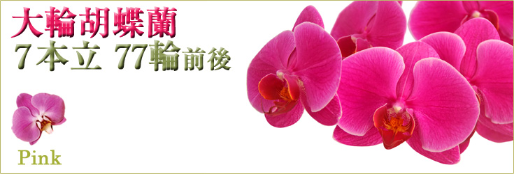 胡蝶蘭　大輪　ピンク　７本立　77輪前後（つぼみ含む）　商品購入ページ