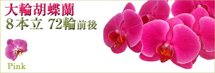 胡蝶蘭　大輪　ピンク　8本立　72輪前後（つぼみ含む）　商品購入ページ