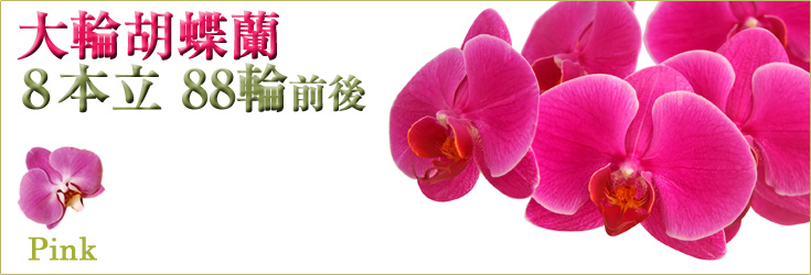 胡蝶蘭　大輪　8本立　ピンク　88輪前後（つぼみ含む）　商品購入ページ