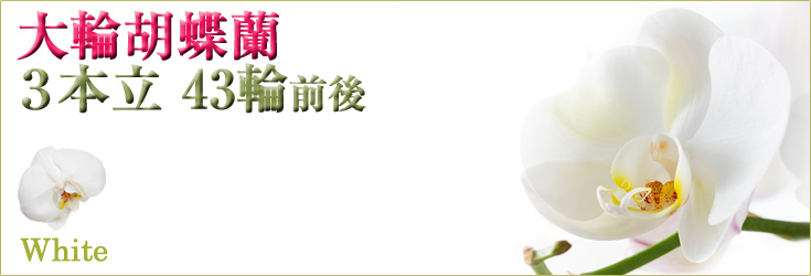 胡蝶蘭　大輪　白　３本立　43輪前後（つぼみ含む）　商品購入ページ