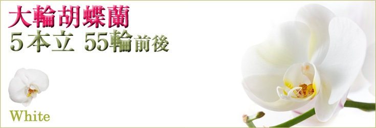 胡蝶蘭　大輪　白　５本立　55輪前後（つぼみ含む）　商品購入ページ