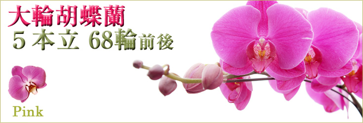 胡蝶蘭　大輪　白　５本立　68輪前後（つぼみ含む）　商品購入ページ