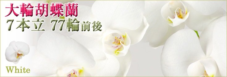 胡蝶蘭　大輪　白　７本立　77輪前後（つぼみ含む）　商品購入ページ