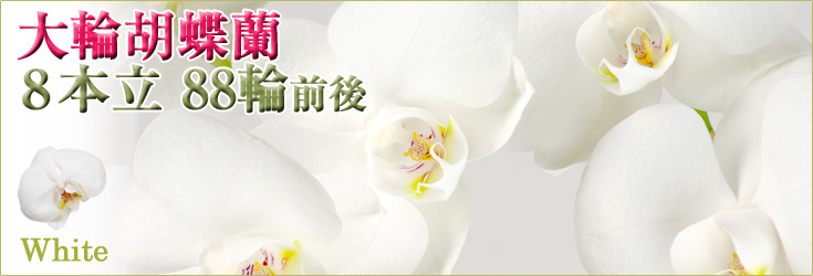 胡蝶蘭　大輪　8本立　白　88輪前後（つぼみ含む）　商品購入ページ