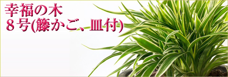 観葉植物　幸福の木　8号(籐かご、皿付)  　商品購入ページ　当日配達可能　