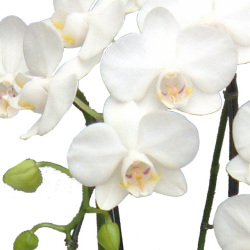 胡蝶蘭　ミディ　アマビリス　６本立以上　肉厚の白い花弁。胡蝶蘭の原点の花