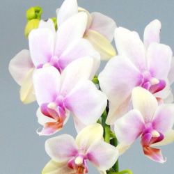 胡蝶蘭　ミディ　ハルガスミ　２本立以上　「桜」の美しさを表現した胡蝶蘭