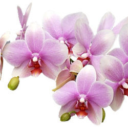 胡蝶蘭　ミディ　おぼろづき　「和鉢 かぐや」（敷物付）　２本立以上　淡いピンク