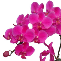 ミディ胡蝶蘭　満天紅　8本立　艶やかで鮮やかな濃いピンク色