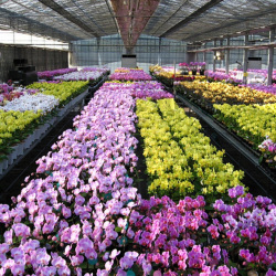 ミディ胡蝶蘭の栽培風景　色とりどりの花色