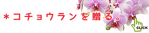 母の日にミディ胡蝶蘭を贈る。可憐でお手頃な鉢植えが充実。商品一覧へ
