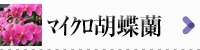 マイクロ胡蝶蘭　商品一覧へ