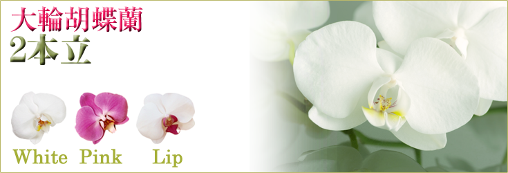 大輪胡蝶蘭　２本立　25輪前後（つぼみ含む）　商品購入ページ｜フラワーギフト通販　ミーム