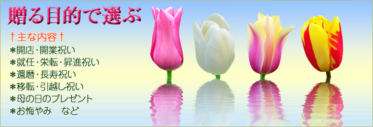 贈る目的別におすすめのお花をご紹介。胡蝶蘭、ミディ胡蝶蘭、洋蘭、観葉植物