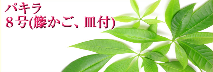 観葉植物　パキラ　8号(籐かご、皿付)  　商品購入ページ　当日配達可能