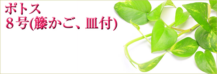 観葉植物　ポトス　8号(籐かご、皿付) 　商品購入ページ　当日配達可能