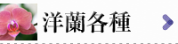 洋蘭各種の商品リストへ｜フラワーギフト通販ミーム