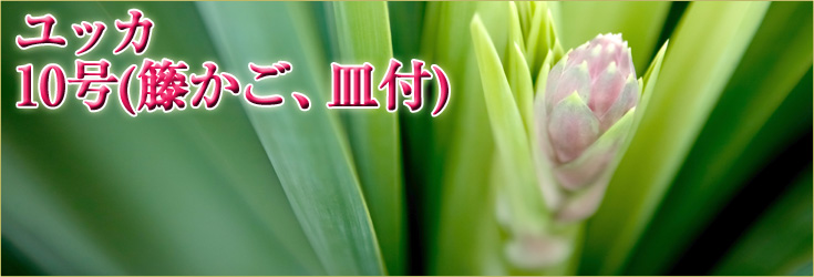 観葉植物　ユッカ　10号(籐かご、皿付) 　商品購入ページ　当日配達可能